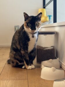 ごはんの時間はまだです！待機する猫たちとの静かな攻防