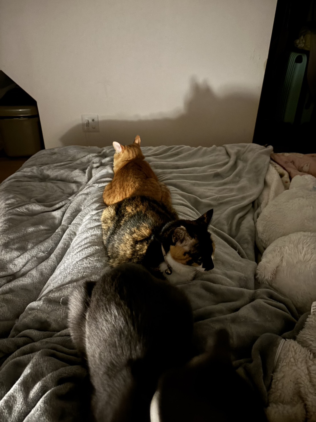 猫４匹お布団占拠