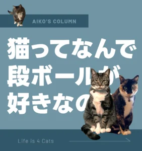 猫ってなんで段ボールが好きなの？我が家にも増え続ける箱たち