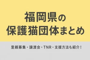 福岡県の保護猫団体まとめ｜里親・譲渡会・支援先を地域別に紹介