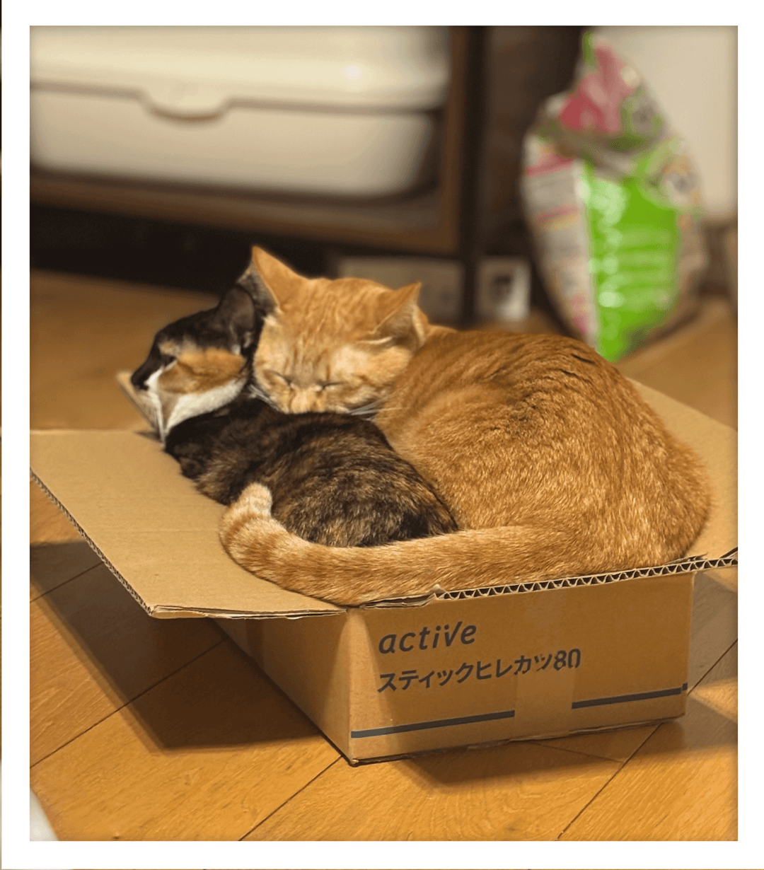 ぎゅーぎゅーにはいるねこたち