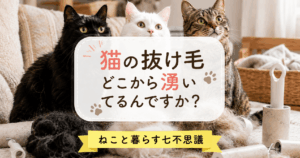 ねこの抜け毛、どこからわいてるんですか？