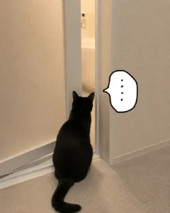 飼い主がお風呂に入ると猫が見に来るのはなぜ？ついてくる・待つ・鳴く理由