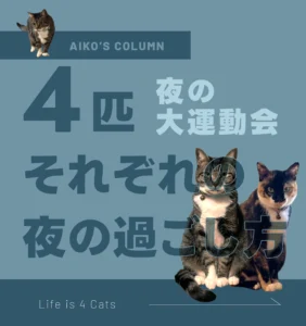 夜になると始まる「猫の運動会」！4匹それぞれの夜の過ごし方